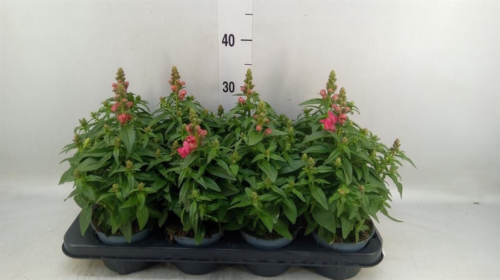 <h4>Antirrhinum majus   ...</h4>