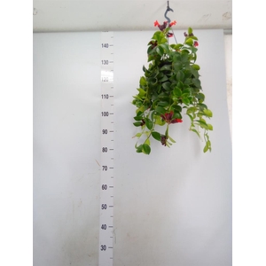 Aeschynanthus  'Mona Lisa'