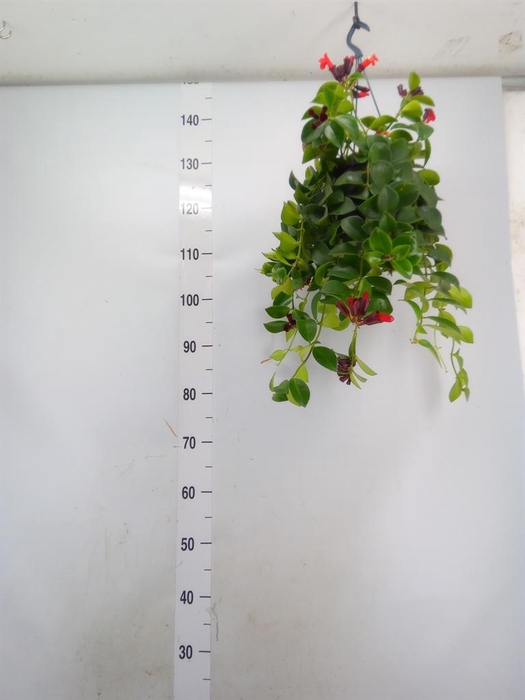 <h4>Aeschynanthus  'Mona Lisa'</h4>