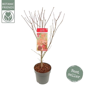 Acer palm. 'Atropurpureum'