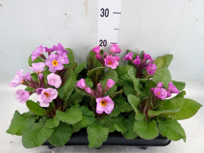 <h4>Primula elat.</h4>