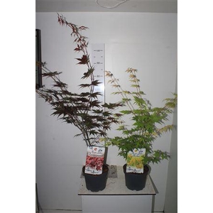 Acer Gemengd