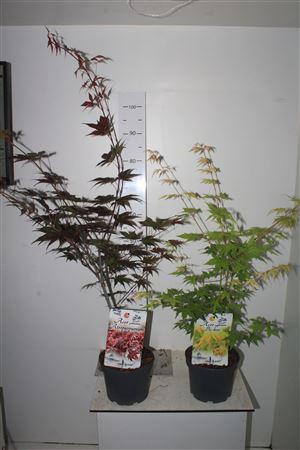 <h4>Acer Gemengd</h4>