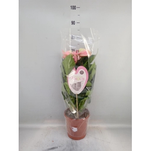 Anthurium  'Summer Love Imp'