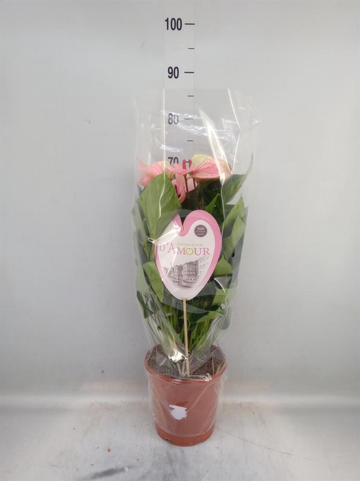 <h4>Anthurium  'Summer Love Imp'</h4>