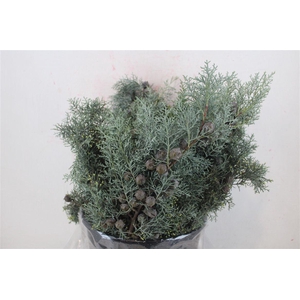 Cypresse Blue P Bunch