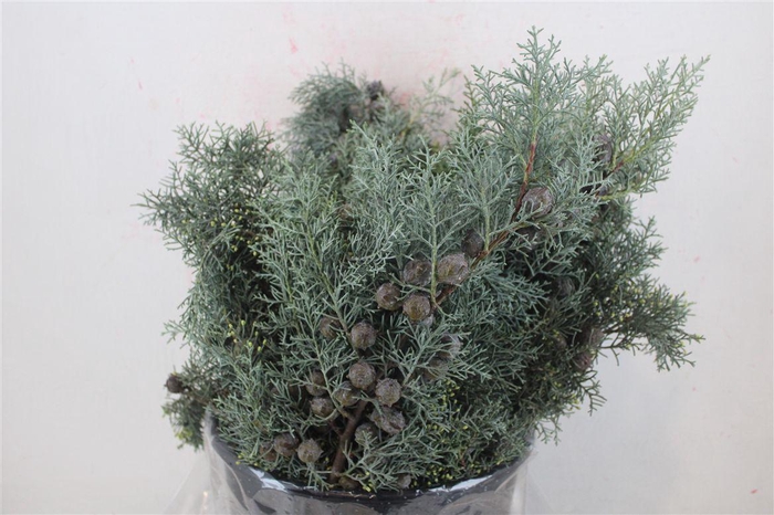 <h4>Cypresse Blue P Bunch</h4>