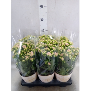 Kalanchoe  'MoreFlow Sunny Pink'