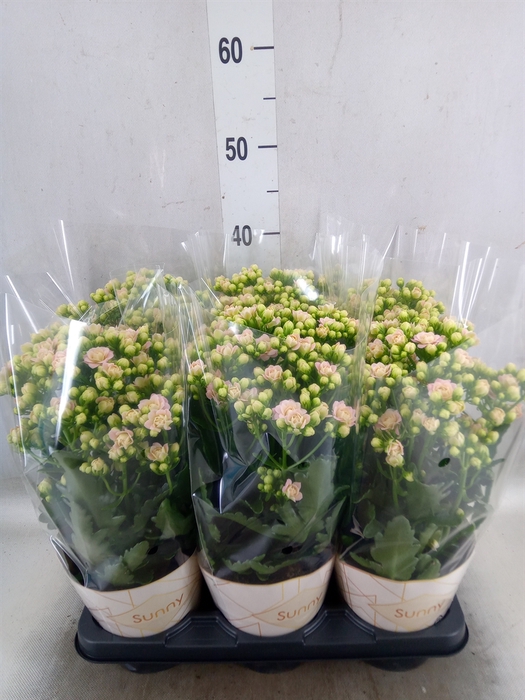 <h4>Kalanchoe  'MoreFlow Sunny Pink'</h4>