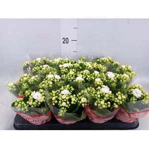Kalanchoe blos. 'Calandiva Whites'