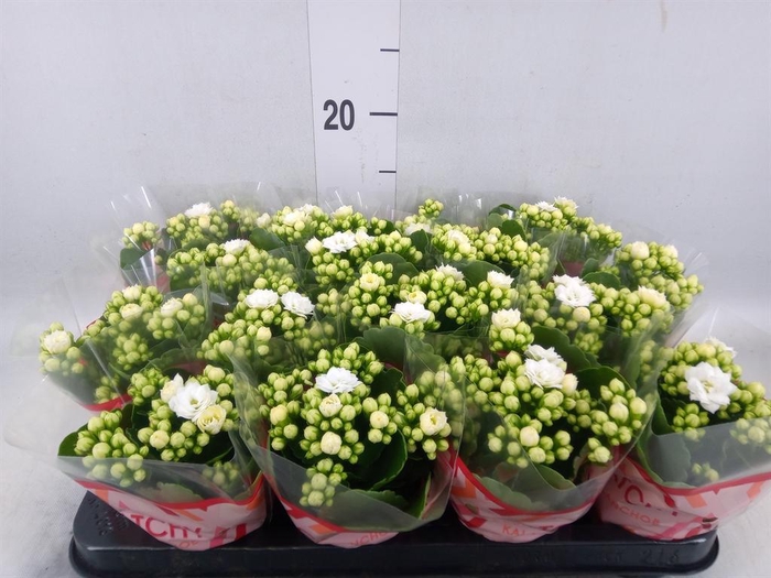 <h4>Kalanchoe blos. 'Calandiva Whites'</h4>
