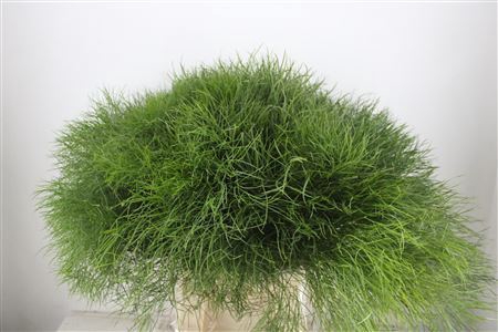 <h4>Corallo Grass P Bunch</h4>