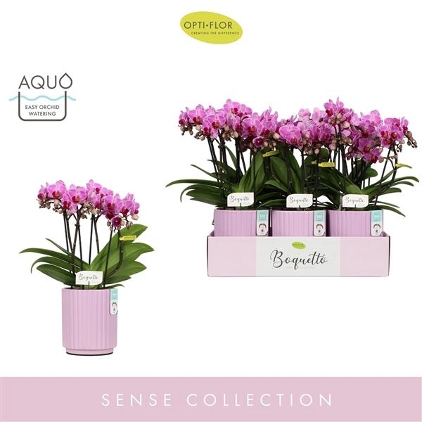 <h4>Boquetto Delight 3-5 spike in Molise Lilac Aquo</h4>