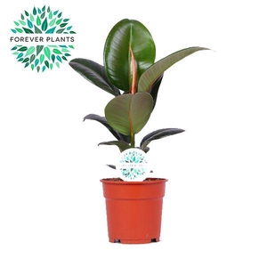 Elastica Robusta p17