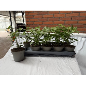 OCIMUM BASILICUM