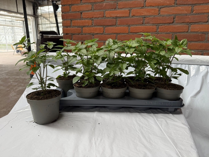 <h4>OCIMUM BASILICUM</h4>