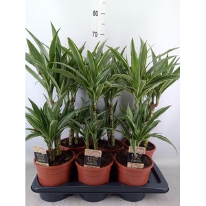 Dracaena fr de 'Warneckei'