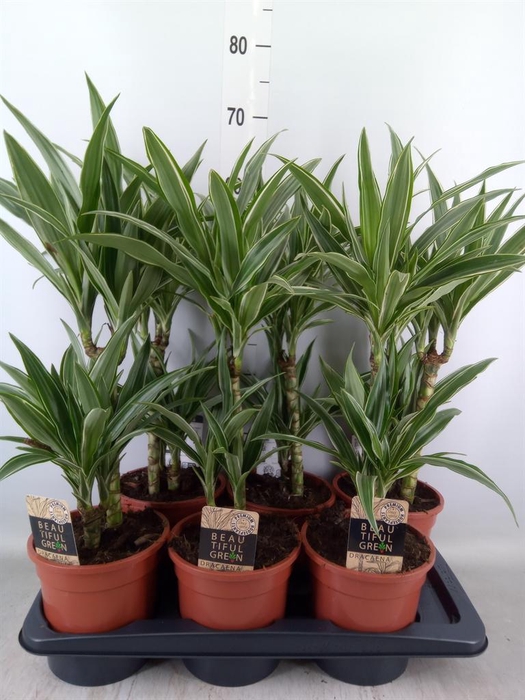 <h4>Dracaena fr de 'Warneckei'</h4>
