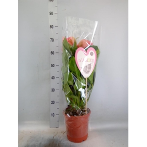 Anthurium  'Summer Love Imp'