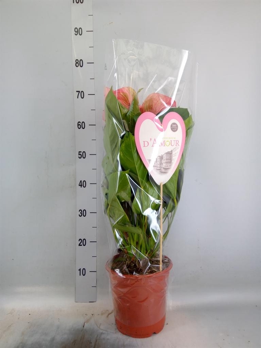<h4>Anthurium  'Summer Love Imp'</h4>
