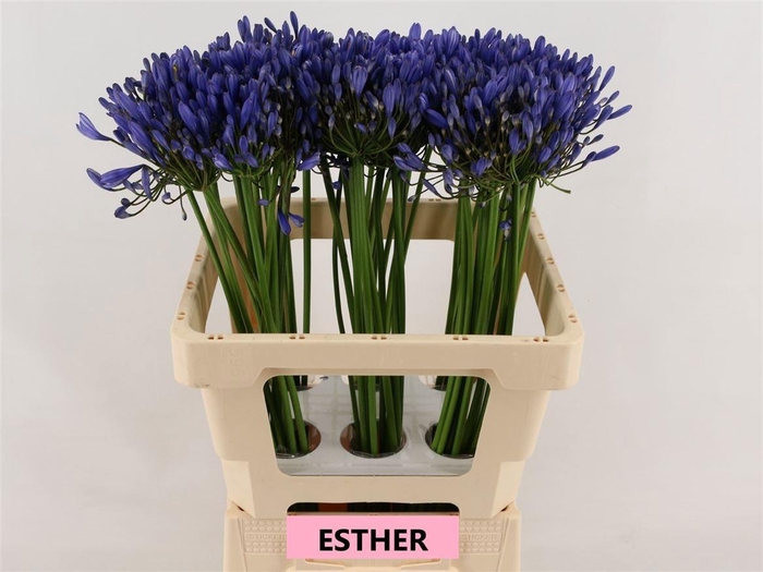 <h4>AGAP ESTHER</h4>