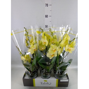 Phalaenopsis   ...yellow