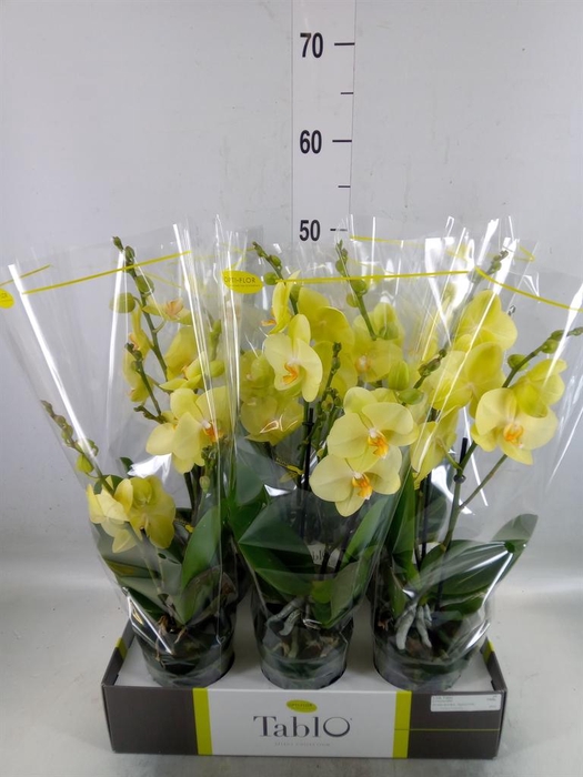<h4>Phalaenopsis   ...yellow</h4>