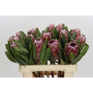 Protea Pink Ice
