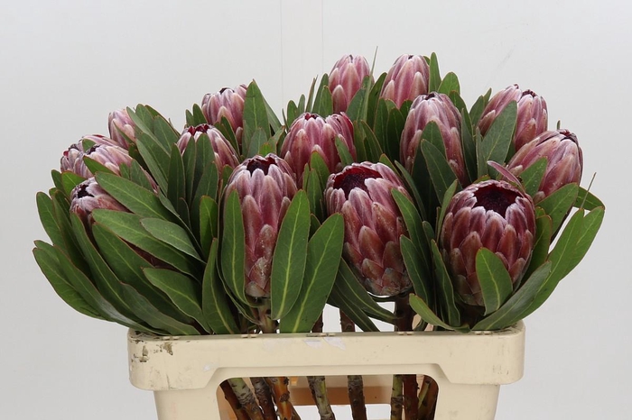 <h4>Protea Pink Ice</h4>