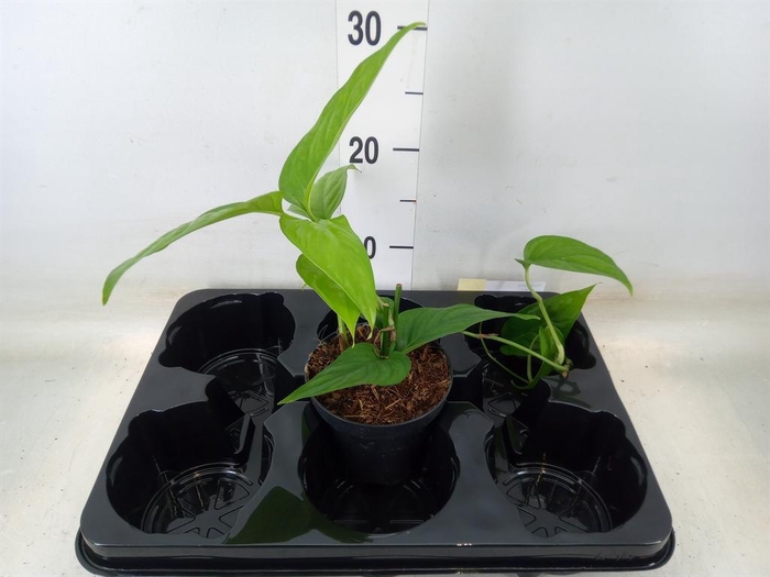 <h4>Monstera   ...</h4>