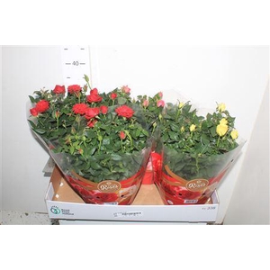 Ro Fav Ro Gem 3 Srt Schaal