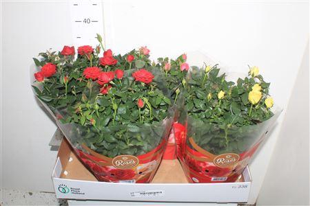 <h4>Ro Fav Ro Gem 3 Srt Schaal</h4>