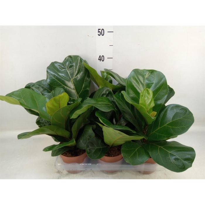 <h4>Ficus lyrata 'Bambino'</h4>
