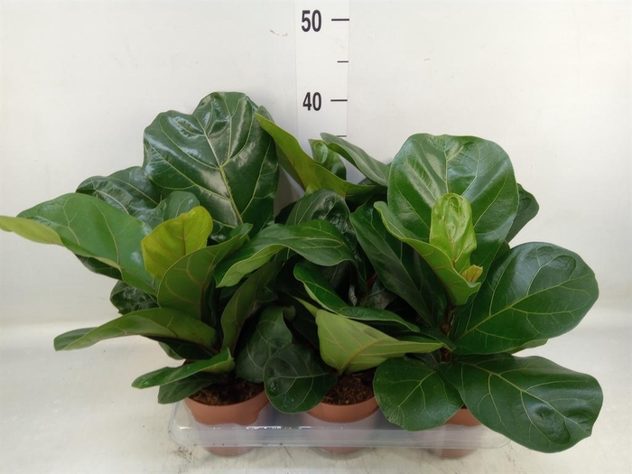 <h4>Ficus lyrata 'Bambino'</h4>