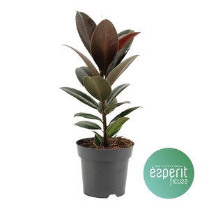 Ficus elastica Melany®