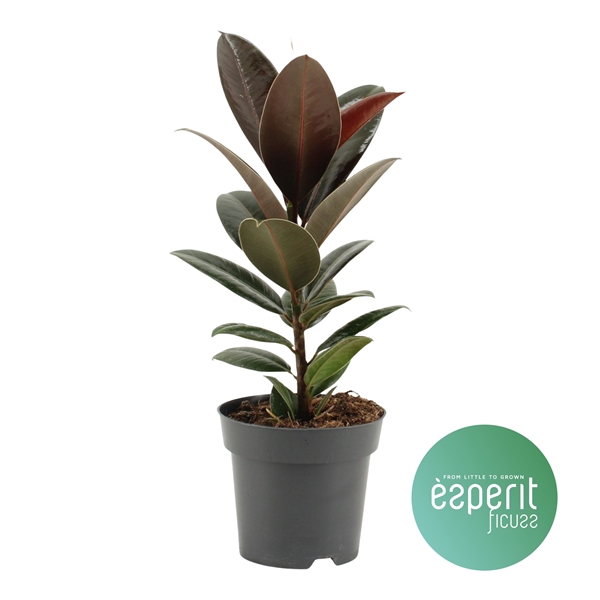 <h4>Ficus elastica Melany®</h4>