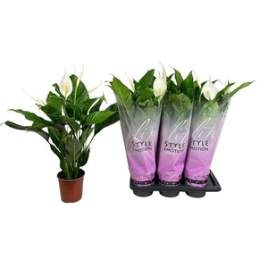 Spathiphyllum Bingo Cupido 17Ø 80cm