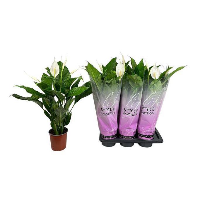 <h4>Spathiphyllum Bingo Cupido 17Ø 80cm</h4>