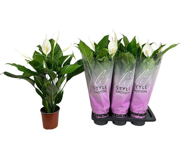 Spathiphyllum Bingo Cupido 17Ø 80cm