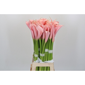 Zantedeschia Eydolls Salmon