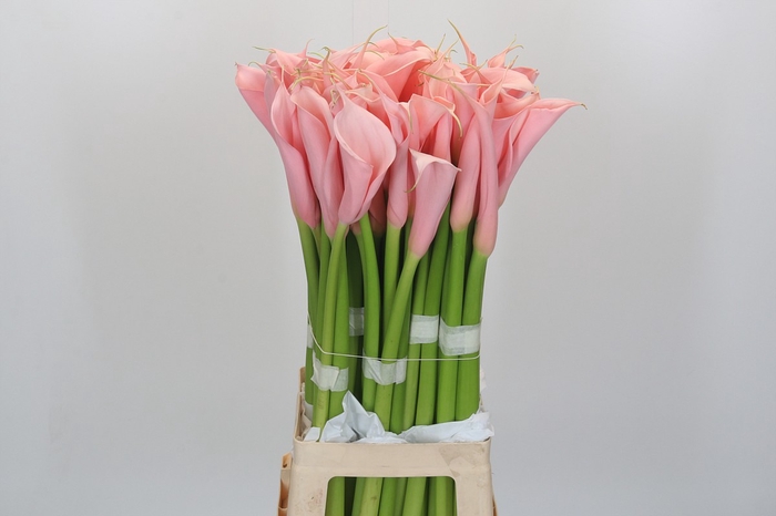 <h4>Zantedeschia Eydolls Salmon</h4>