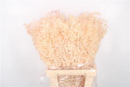 <h4>Ruscus. Salmon Per Stem</h4>