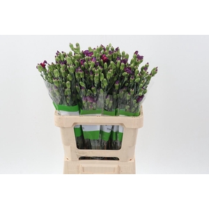 Di Solomio Mistery Fly