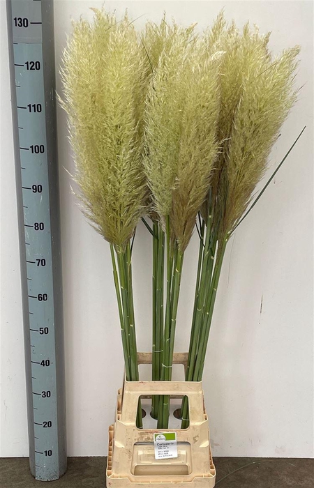 <h4>Cortaderia Ov</h4>