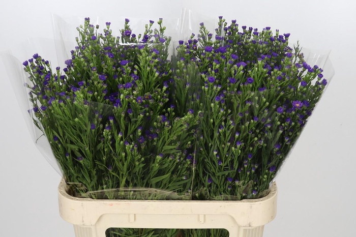 <h4>Aster Casamare</h4>