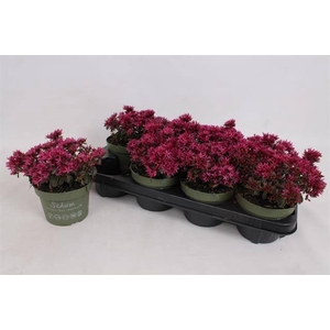 SEDUM SPU SPOT DARK ROSA P13
