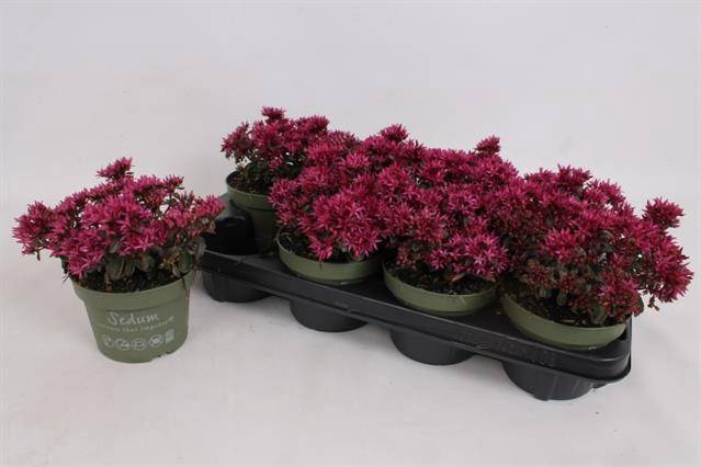 <h4>SEDUM SPU SPOT DARK ROSA P13</h4>
