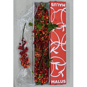 MALUS RED SENTINEL