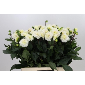 Dahlia White Isa