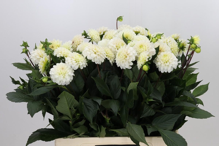 <h4>Dahlia White Isa</h4>